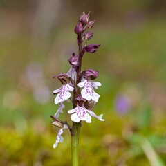 Fototapeta premium A single orchid, with white and purple flowers, stands tall against a blurred green background