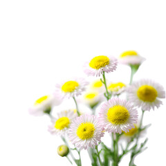 Fototapeta premium Elegant white and yellow daisy bouquet against a sleek black background