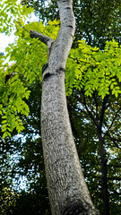 Close-up view of the suren tree (Toona sureni) in the tropical forest, Manggala Wanabakti Arboretum, Jakarta