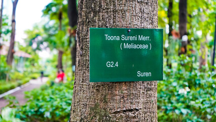Close-up view of the suren tree (Toona sureni) in the tropical forest, Manggala Wanabakti Arboretum, Jakarta