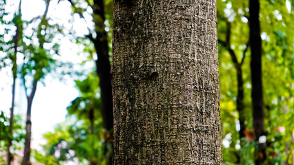 Close-up view of the suren tree (Toona sureni) in the tropical forest, Manggala Wanabakti Arboretum, Jakarta