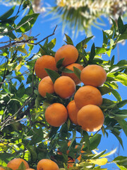 A bunch of ripe orange tangerines growing on tree.