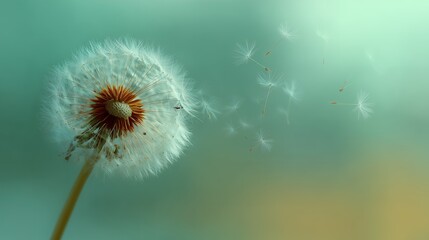 Delicate dandelion clock with seeds dispersing in the wind against a soft teal background, concept for wish fulfillment, fragility of nature and summer tranquility