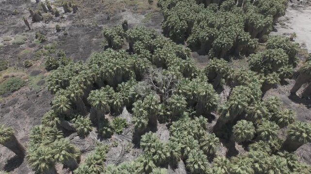 Raw D-Log Drone Footage of Dense Palm Grove in California Desert Oasis