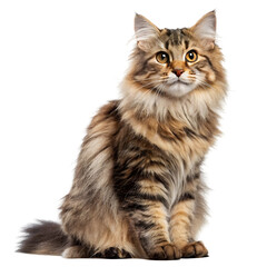 Obraz premium Tabby Cat Mother Longhaired Fluffy Fur Sitting Studio Shot Direct Gaze Brown Gold Eyes image