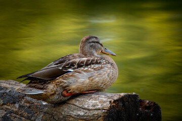 A mallard hen with intricate brown and gray feathers rests on a log. The background is a blurred, vibrant yellow-green, and a hint of blue is visible on its wing.