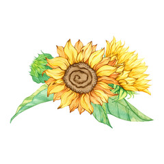 Composition of sunflowers, bouquet of flower, bud, leaves, plant single isolated object on white. Hand drawn watercolor illustration. Summer yellow botanical art. Clip art for fashion design, postcard