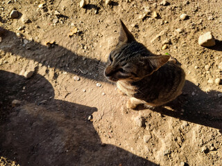 close up of small cat on the ground