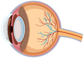 Cross Section Diagram of Human Eye Anatomy