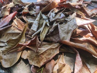 Dry leaves piled up in the garden