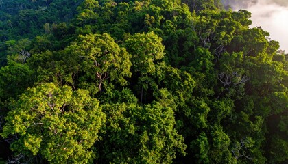 Obraz premium Lush Green Rainforest Canopy with Sunlight Filtering Through Leaves