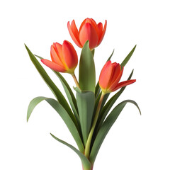 Fototapeta premium A vibrant arrangement of orange-red tulips, highlighted against a striking black background, showcasing detailed petal and leaf structures.