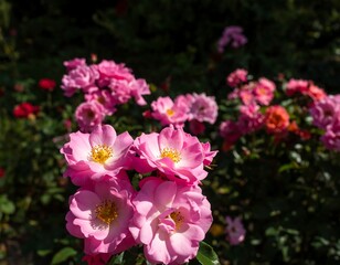 Fototapeta premium Bright pink roses in full bloom, softly blurred background