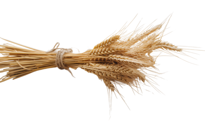 Wheat Stalks Bouquet on White Fabric