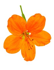 Orange Flower, Close-up, White Background