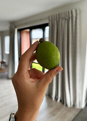 Hand holding fresh feijoa fruit in a modern living room interior