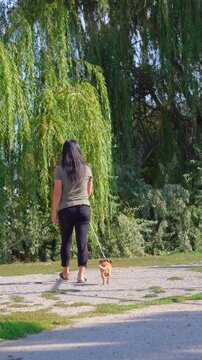 View of Asian woman walking two small dogs from behind