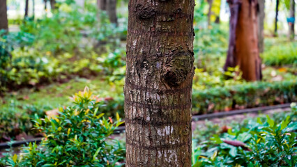 Close-up view of a small-leaf mahogany tree (Swietenia mahagoni) in a tropical forest, Manggala...