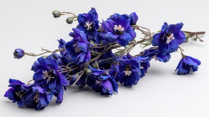 Naklejka premium Branch of vibrant blue Delphinium flowers on white background, close-up details