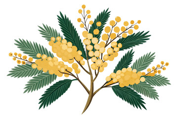 Yellow Mimosa Flower Branch Isolated on White Background – Acacia Dealbata Blossom Illustration
