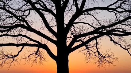 Silhouette of a bare tree at sunset - Powered by Adobe