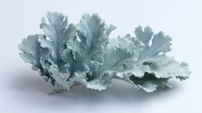 Dusty miller plant, silvery foliage, intricate leaf edges against white
