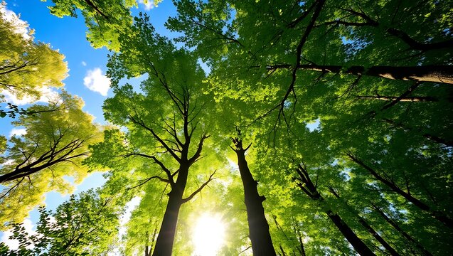 sun shining through the trees