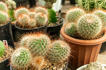 Mammillaria nivosa, or the woolly nipple cactus, is a globe-shaped succulent that grows in large...