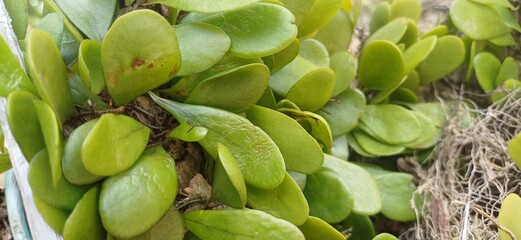 Close-up of fresh green leaves in natural sunlight