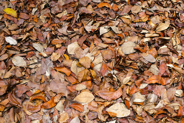 Dry fallen leaves covering the forest ground, creating a natural brown texture.