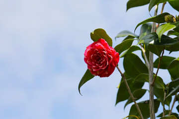 Beautiful camellia flower on tree. The Expo 70 Commemorative Park, Osaka, Japan