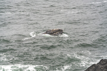 Obraz premium Gray Whale, Eschrichtius robustes, on the surface of Depoe Bay along the Oregon coast.
