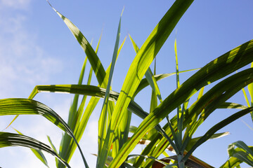 Fresh green sugarcane leaves reaching toward the blue sky.