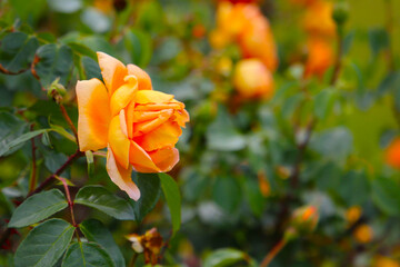 Beautiful roses blooming in a Japanese public garden.