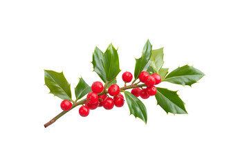A branch of holly adorned with vibrant red berries

