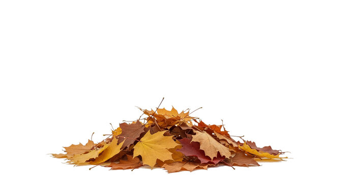 Pile of colorful autumn maple leaves isolated on a transparent background. The vibrant mix of yellow, orange, brown, and red foliage symbolizes fall season, nature, and change.