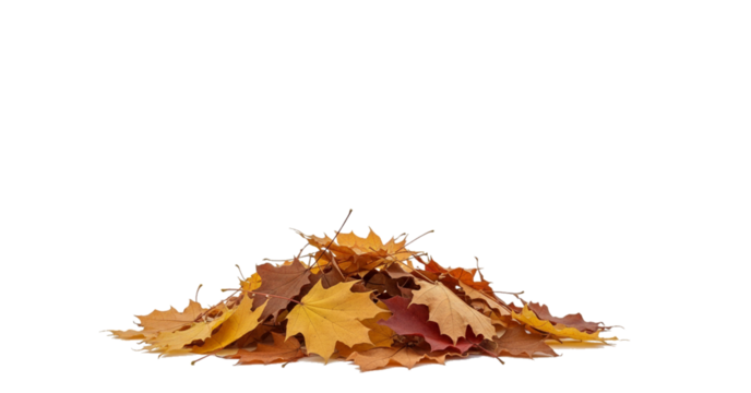 Pile of colorful autumn maple leaves isolated on a transparent background. The vibrant mix of yellow, orange, brown, and red foliage symbolizes fall season, nature, and change.