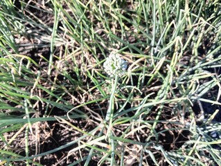 shallot flowers in the field
