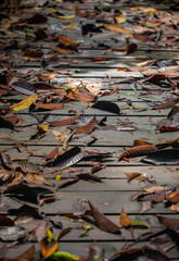 Fallen leaves cover the wet wooden walkway after rain in the middle of the tropical rainforest.