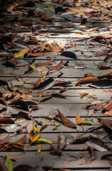 Fallen leaves cover the wet wooden walkway after rain in the middle of the tropical rainforest.