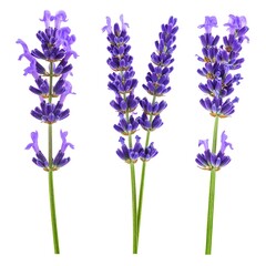 Naklejka premium Three Lavender Sprigs, Isolated, White Background