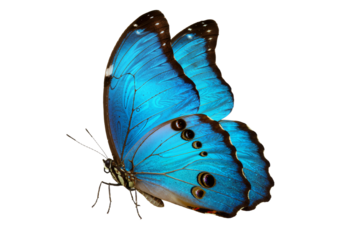 Iridescent Blue Morpho Butterfly with Delicate Wing Patterns, a Symbol of Beauty and Transformation on a transparent background