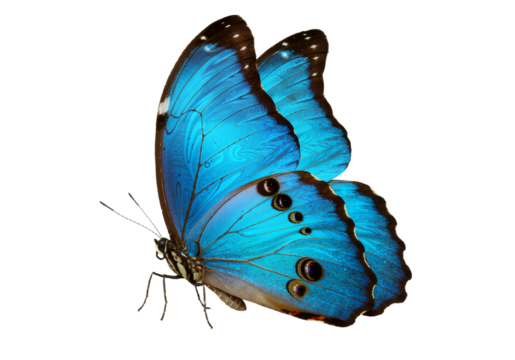 Iridescent Blue Morpho Butterfly with Delicate Wing Patterns, a Symbol of Beauty and Transformation on a transparent background