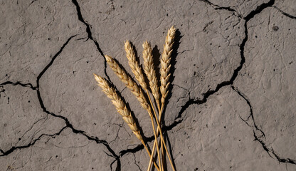 Ears of wheat and cracked clay in the hot desert