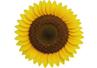 Isolated close-up detailed vector illustration of a vibrant sunflower with golden yellow petals and a textured brown 