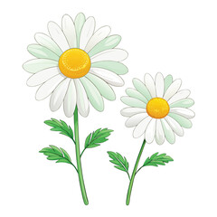Two Chamomile Flowers Vector Illustration &ndash; Botanical Herbal Design