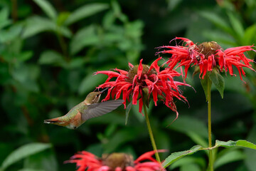 A beautiful hummingbird with shimmering orange and brown feathers hovers in mid-air, its long beak reaching into a vibrant red flower with delicate petals. The background is a soft green.