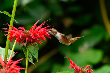 A beautiful hummingbird with shimmering orange and brown feathers hovers in mid-air, its long beak reaching into a vibrant red flower with delicate petals. The background is a soft green.