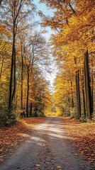 Autumnal forest path, sunlight filtering through golden trees