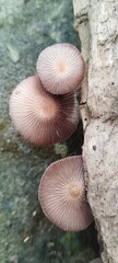 wild brown mushrooms on tree trunk